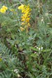 Genista patula