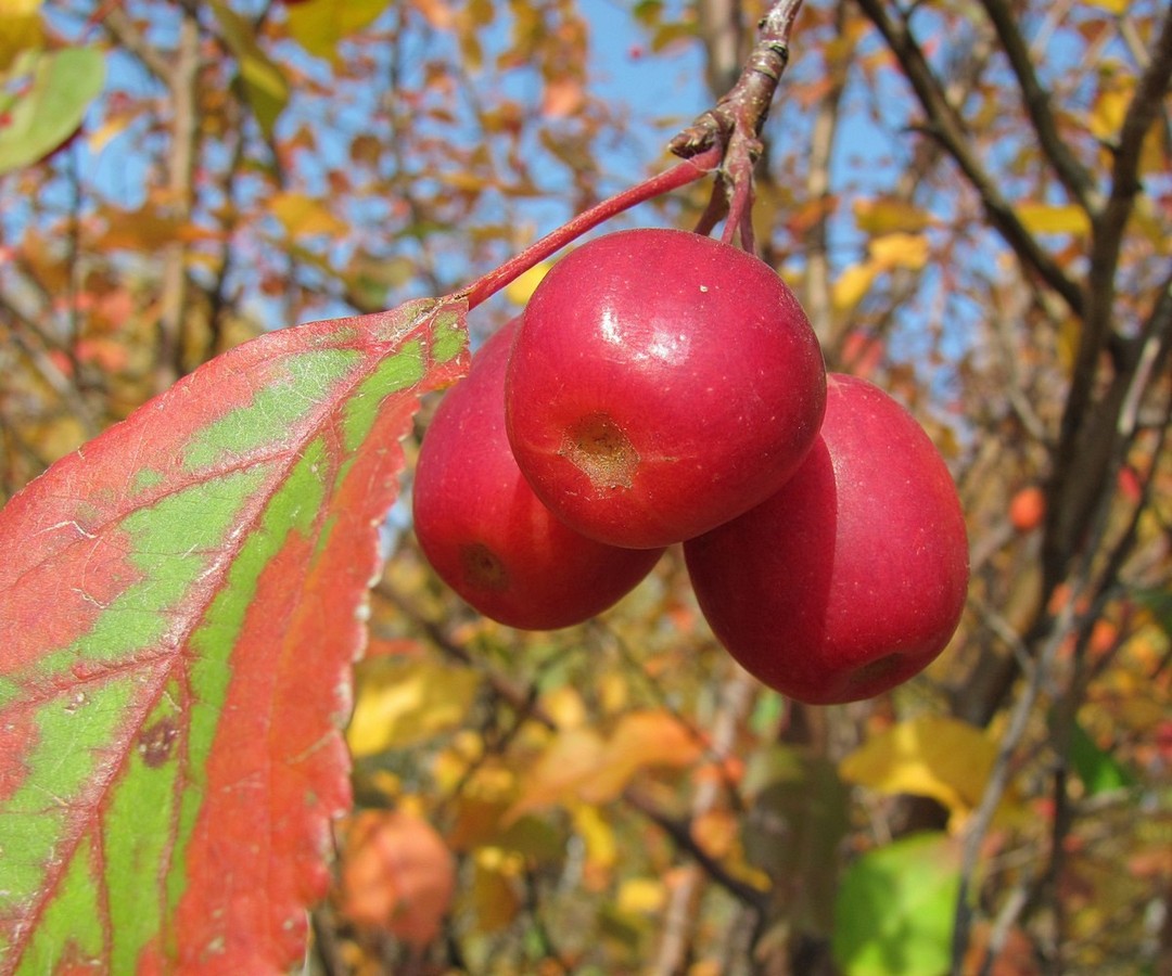 Image of Malus &times; robusta specimen.