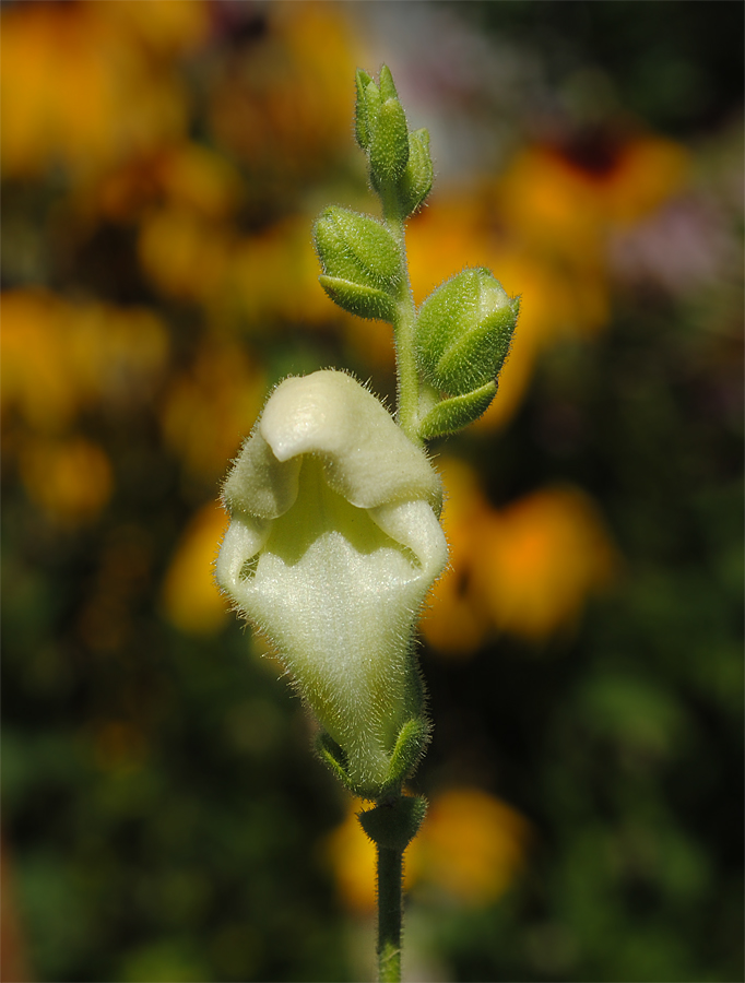 Изображение особи Antirrhinum majus.