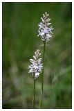 Dactylorhiza fuchsii. Соцветия белоцветковой формы. Республика Татарстан, Волжско-Камский заповедник. 05.07.2007.