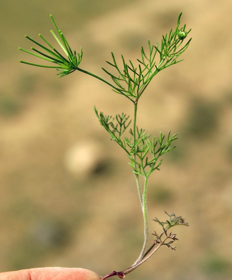 Изображение особи Scandix stellata.