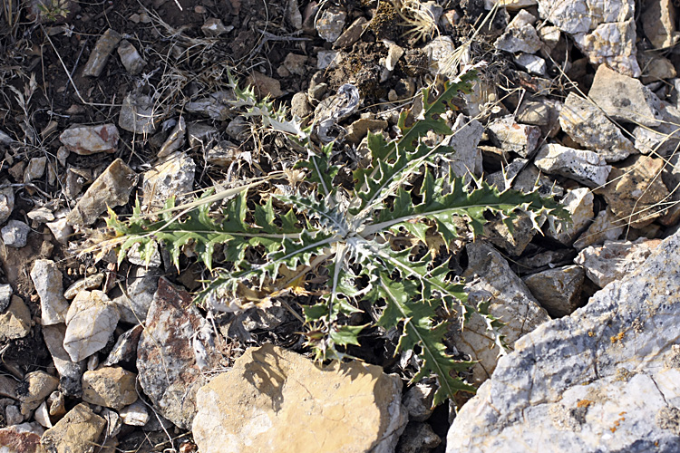 Image of Olgaea pectinata specimen.