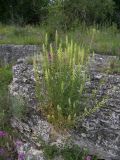 Reseda lutea