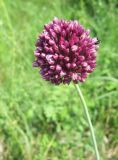 Allium rotundum