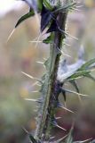 Cirsium vulgare. Стебель. Тюменская обл., окр. г. Тобольск, опушка леса. 24.08.2011.