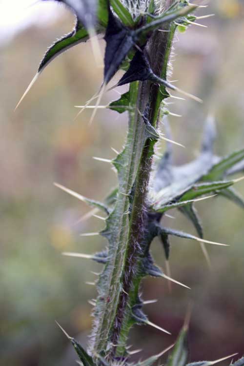 Image of Cirsium vulgare specimen.
