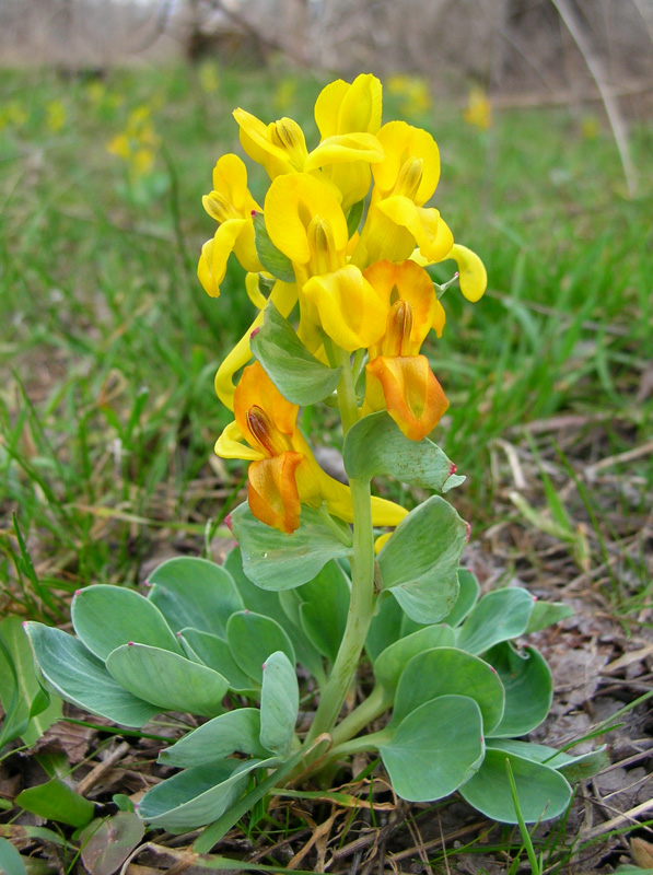 Image of Corydalis sewerzowii specimen.