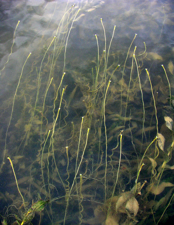 Image of Vallisneria spiralis specimen.
