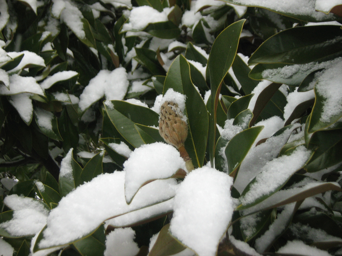 Image of Magnolia grandiflora specimen.