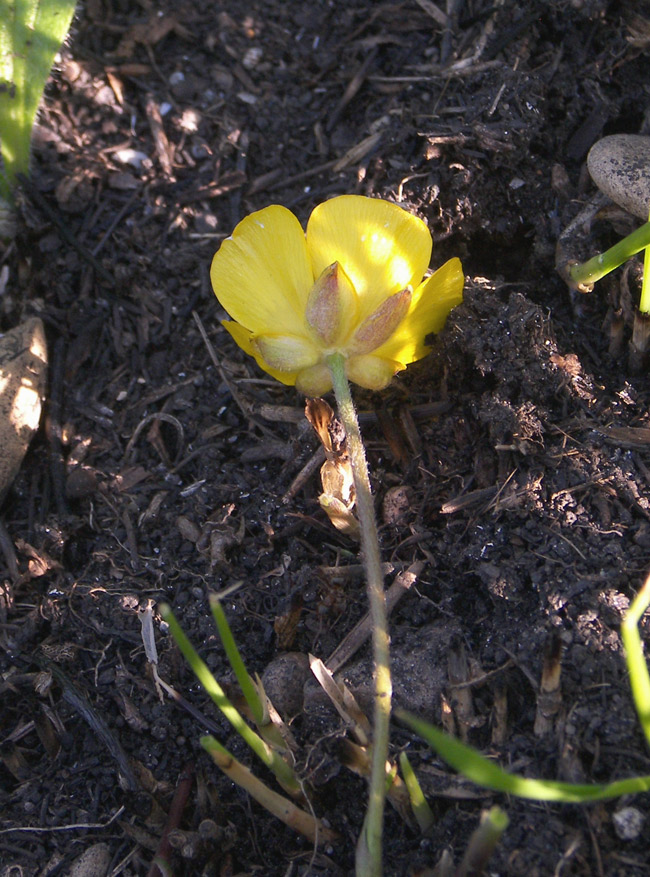 Image of Ranunculus buhsei specimen.