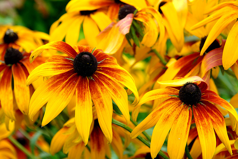 Изображение особи Rudbeckia hirta.