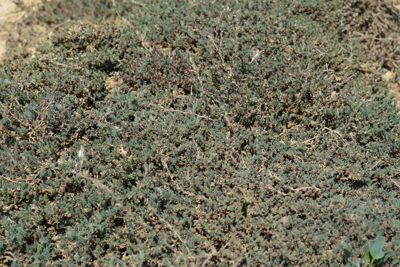 Image of Camphorosma monspeliaca specimen.