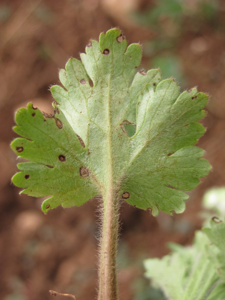 Image of Ranunculus oxyspermus specimen.