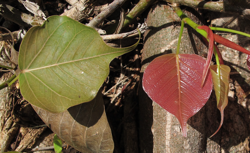 Image of Ficus religiosa specimen.