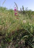 Gladiolus italicus