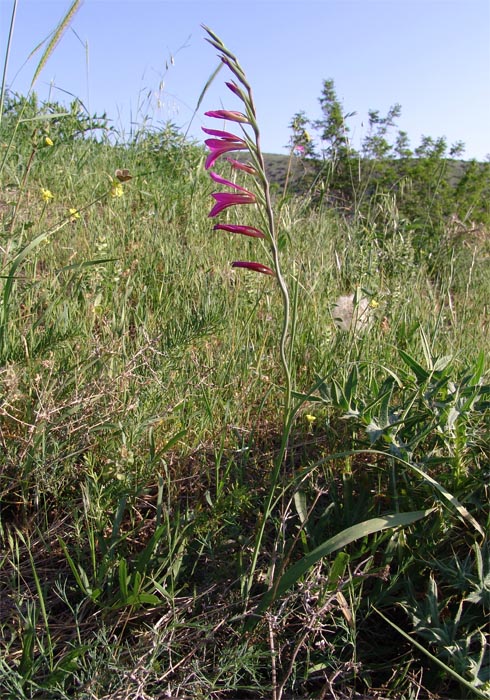 Изображение особи Gladiolus italicus.