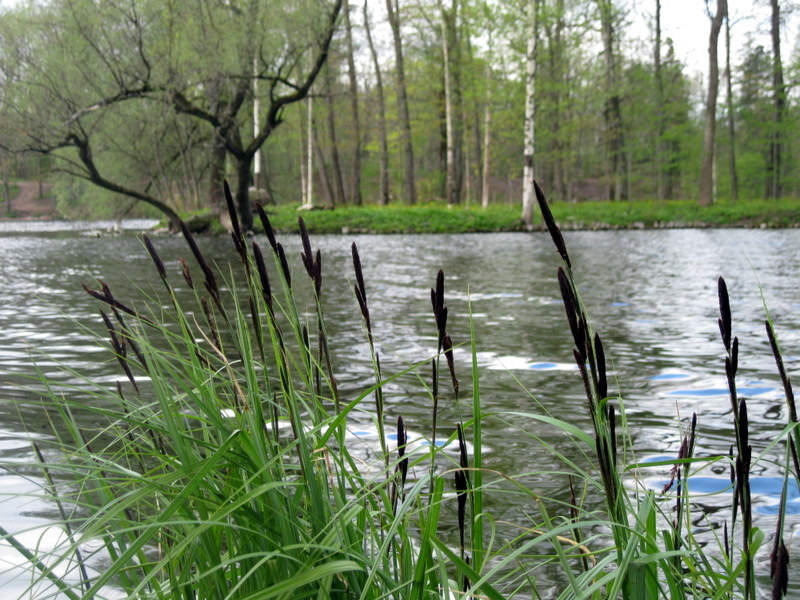 Image of Carex acuta specimen.