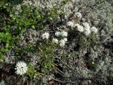 Ledum palustre