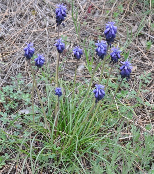 Изображение особи Muscari neglectum.