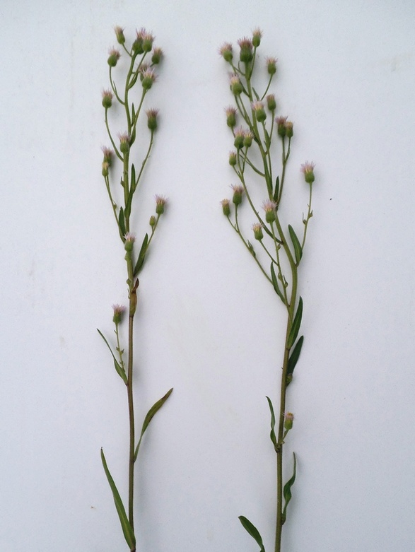 Image of Erigeron acris specimen.