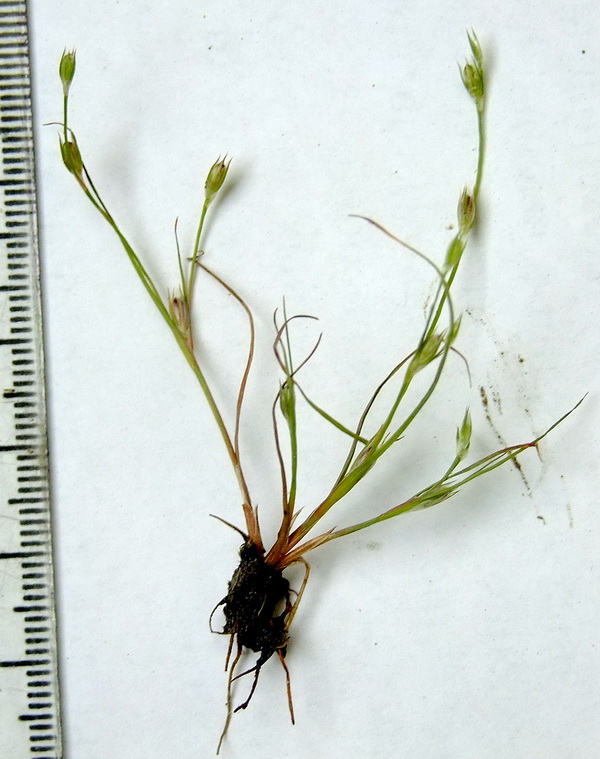 Изображение особи Juncus amuricus.