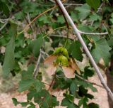 Acer pubescens. Часть ветви с плодами. Туркменистан, хребет Кугитанг. Июнь 2012 г.