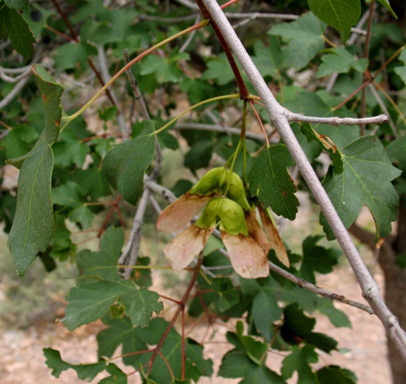 Изображение особи Acer pubescens.