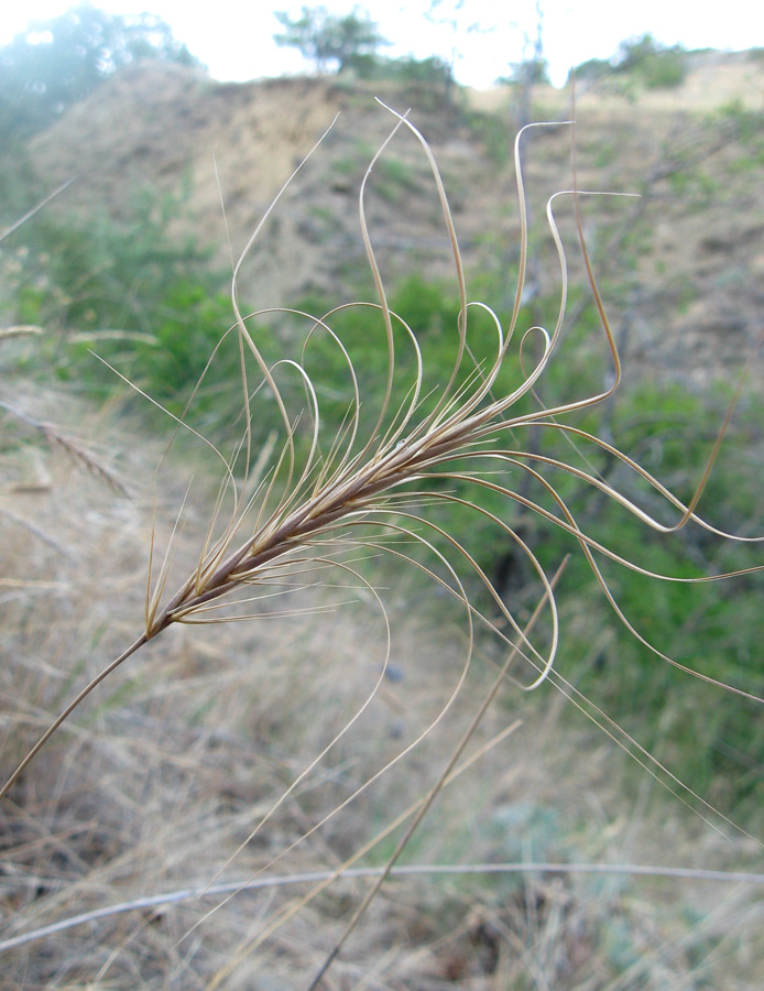 Изображение особи Taeniatherum crinitum.