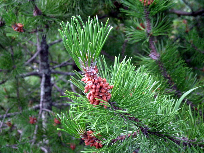 Image of genus Pinus specimen.