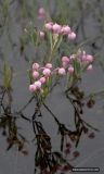 Andromeda polifolia