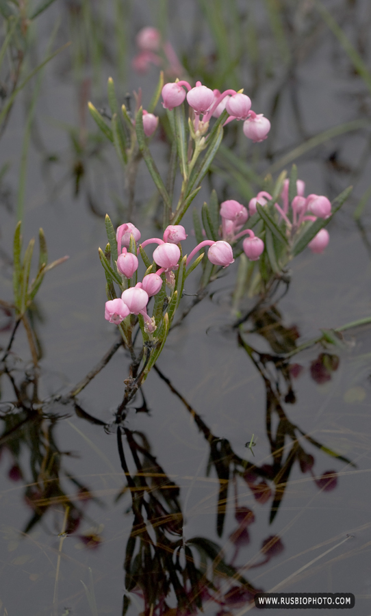 Image of Andromeda polifolia specimen.