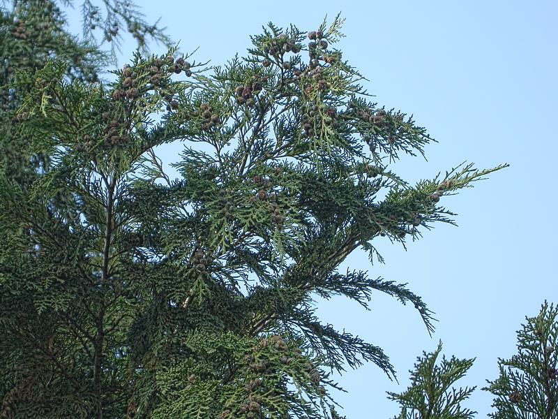 Изображение особи Chamaecyparis lawsoniana.