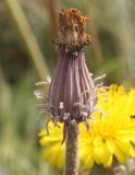 Taraxacum serotinum. Обёртка отцветшего соцветия-корзинки. Белгородская обл., окр. пос. Борисовка, Острасьев яр, степь. 10.07.2012.