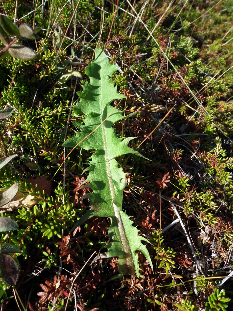 Image of genus Taraxacum specimen.