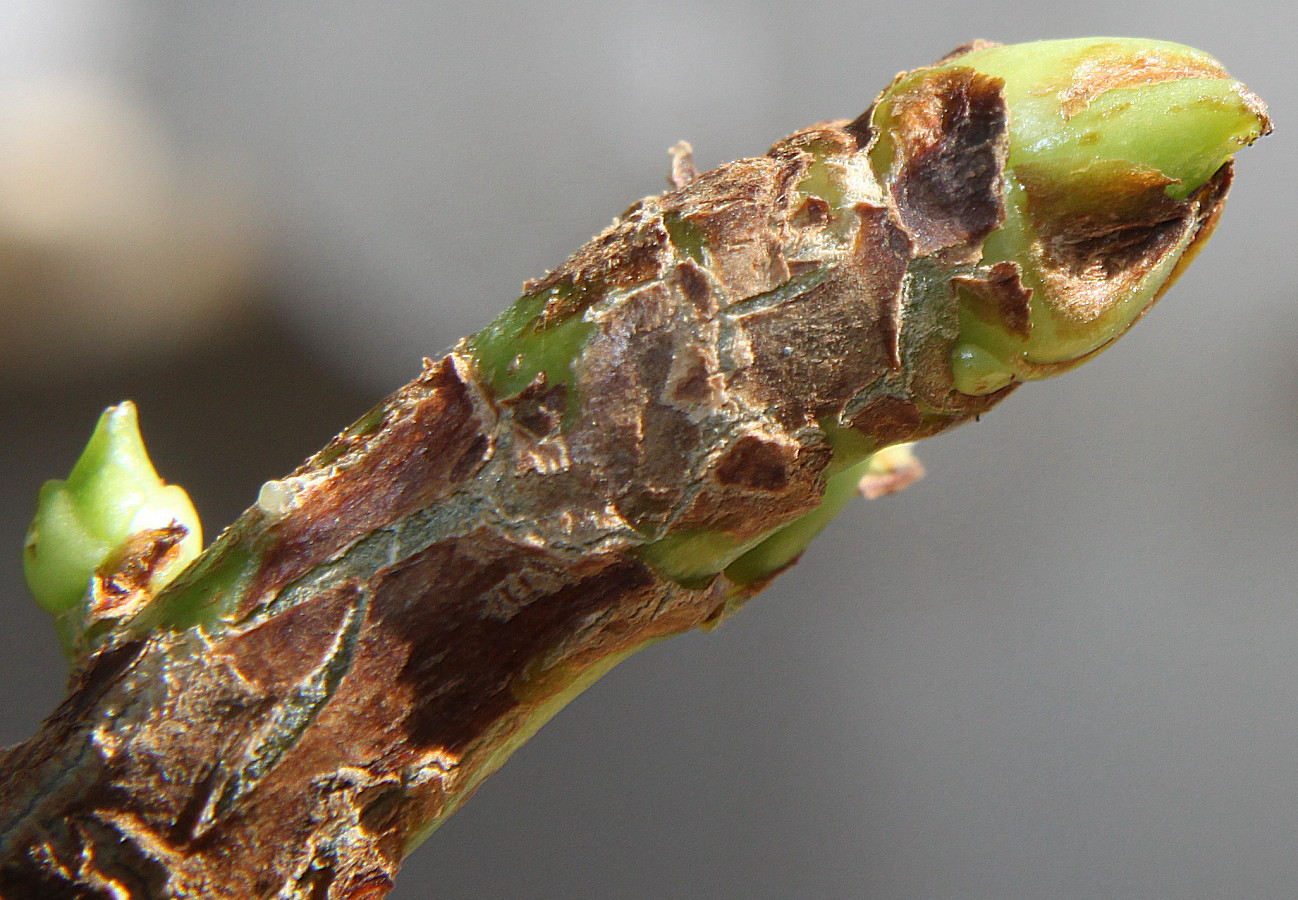 Image of Hydrangea petiolaris specimen.