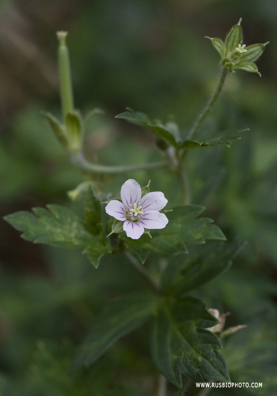 Изображение особи Geranium sibiricum.