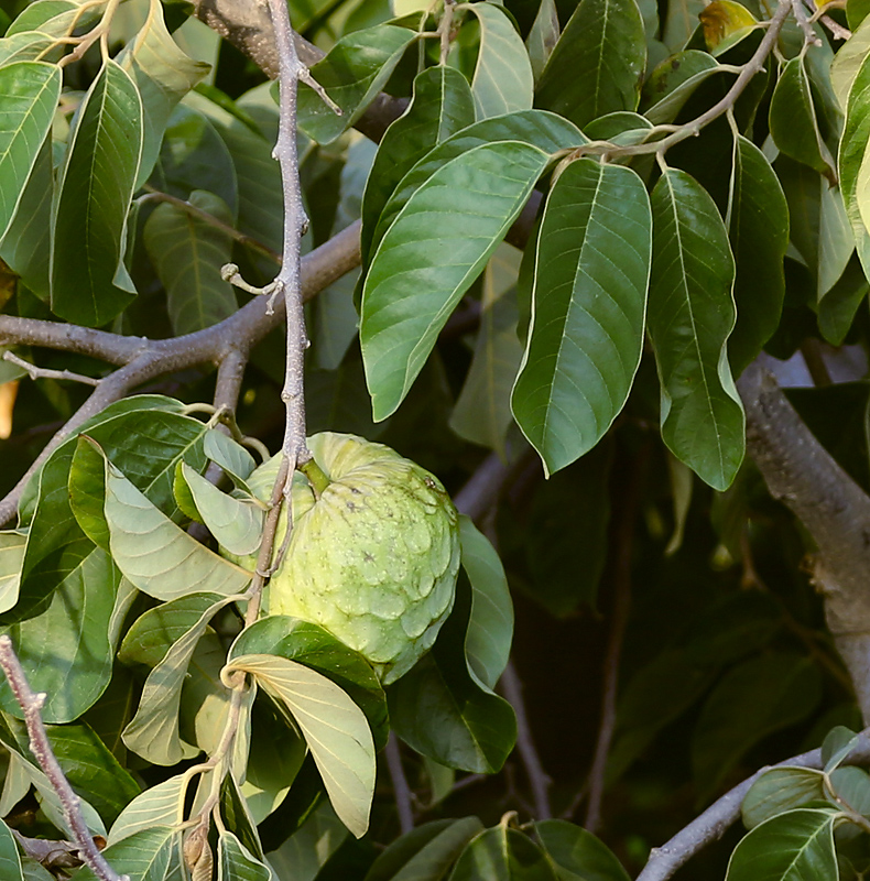 Изображение особи Annona cherimola.