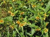 Bidens variety radiata