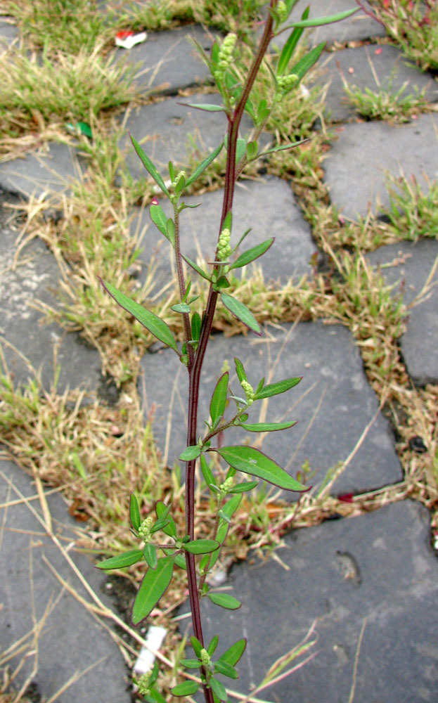 Изображение особи Chenopodium strictum.