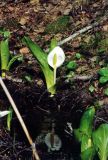 Lysichiton camtschatcensis