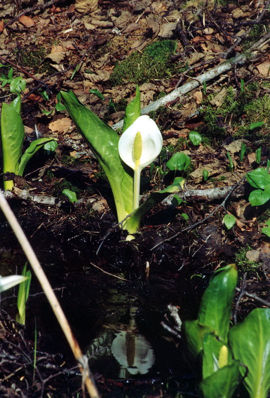 Image of Lysichiton camtschatcensis specimen.