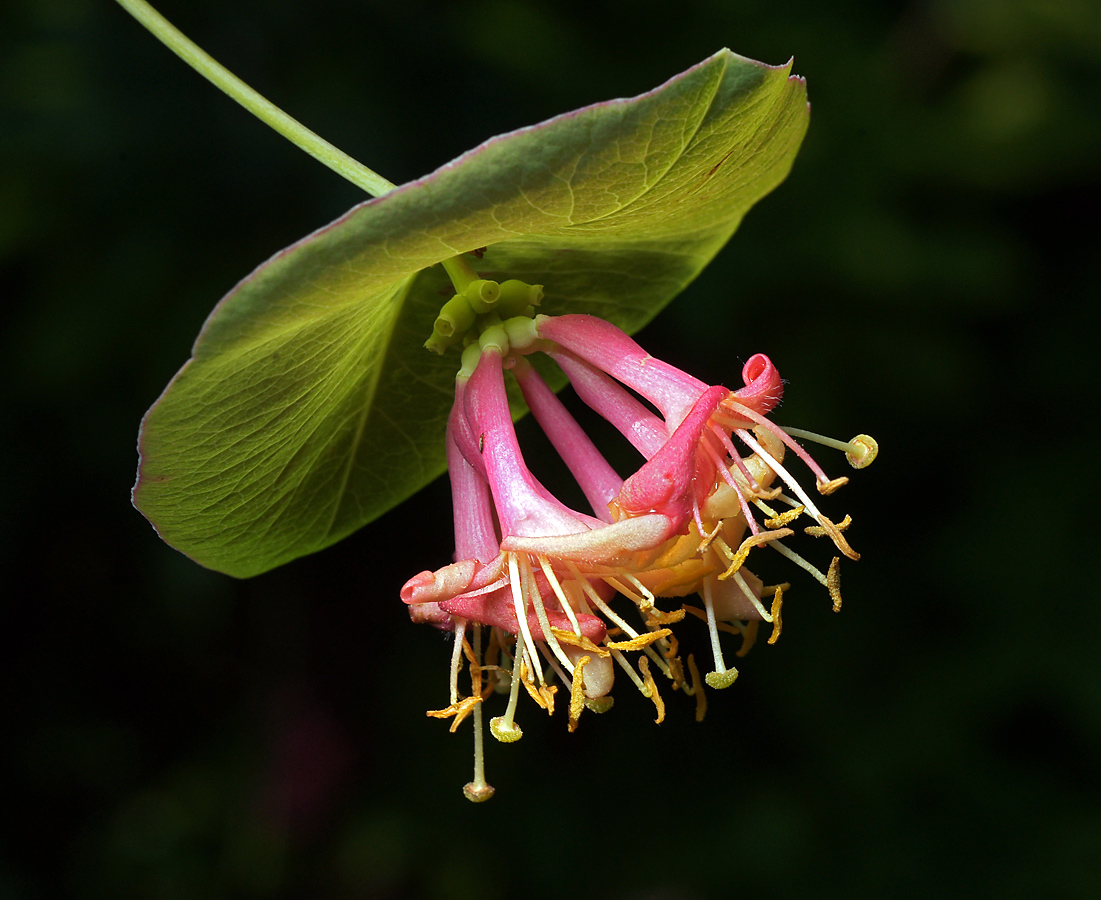 Изображение особи Lonicera caprifolium.