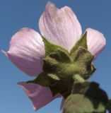 Image of taxon representative. Author is Сергей Соколенко