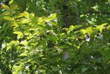 Stewartia pseudocamellia