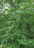 Aralia elata. Цветущее растение. Хабаровский край, сопка Двух Братьев. 26.07.2012.