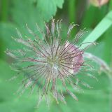 Geum rivale