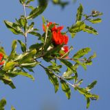 Punica granatum. Верхушка ветви с цветками. Черногория, Сланское озеро (западный берег). 03.07.2011.