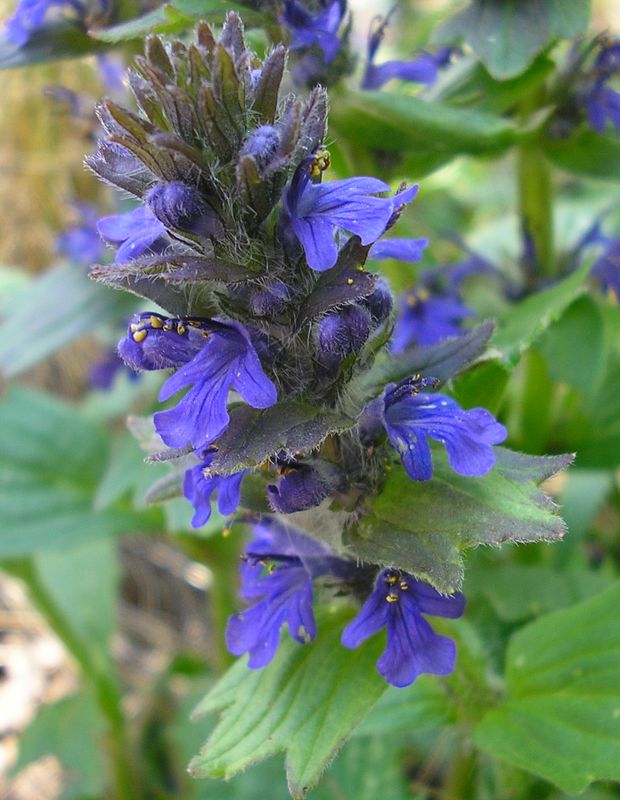 Изображение особи Ajuga genevensis.