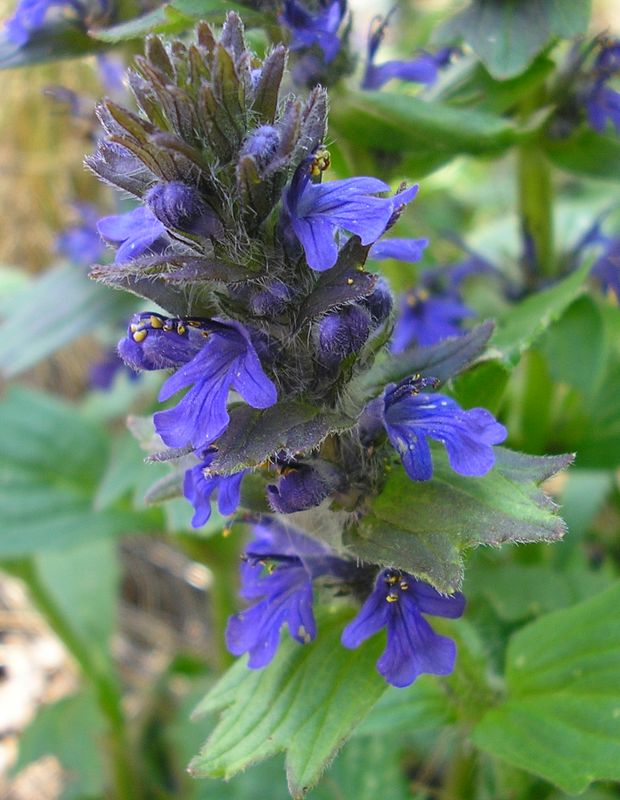 Image of Ajuga genevensis specimen.