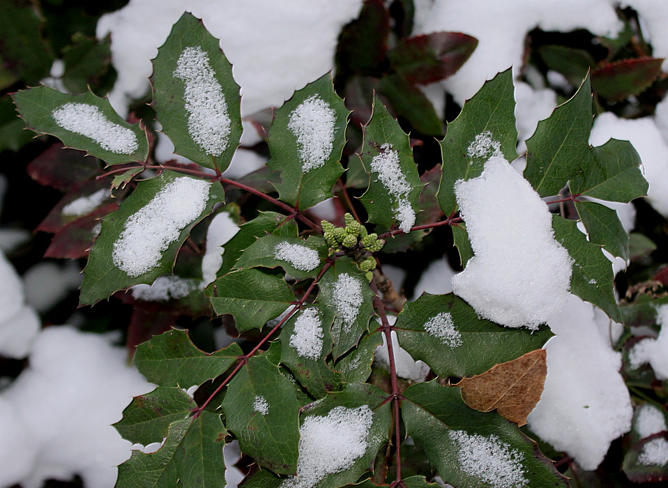 Изображение особи Mahonia aquifolium.